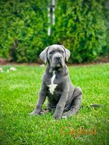 Cane Corso plavi mužjak TOP QUALITY